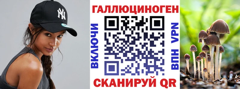 закладка  Михайловск  Псилоцибиновые грибы Psilocybine cubensis 